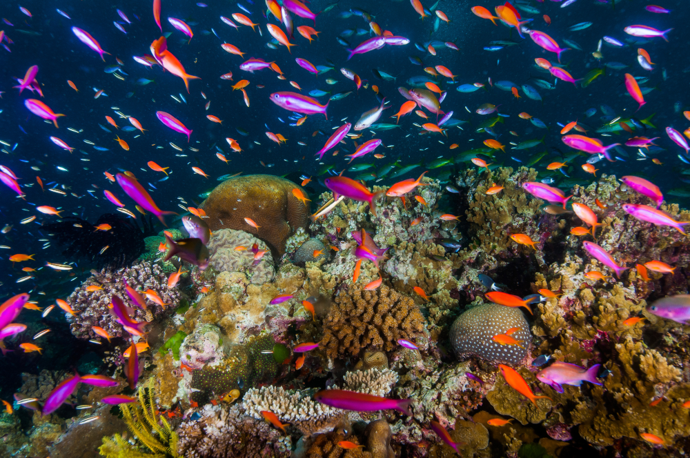 Marine Food Web - Learning Resources | Queensland Museum